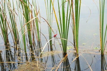 水草にとまってこちらを見る赤いトンボ