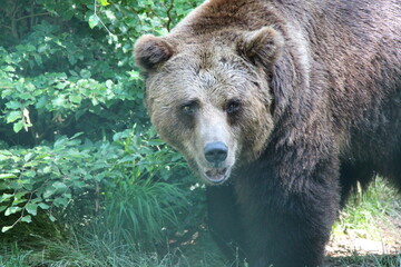 brown bear in close up