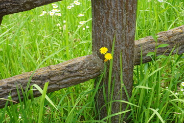 公園に咲く白い小花とタンポポ