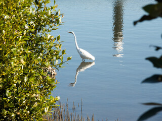 Intermediate Egret hunting for food near the bush plant in Cook river, Sydney, Australia.