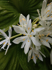 white lily in the garden