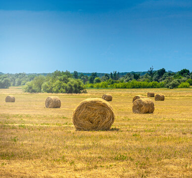 Rolls of bale straw on large field in summer in Devinska nova ves near Bratislava.