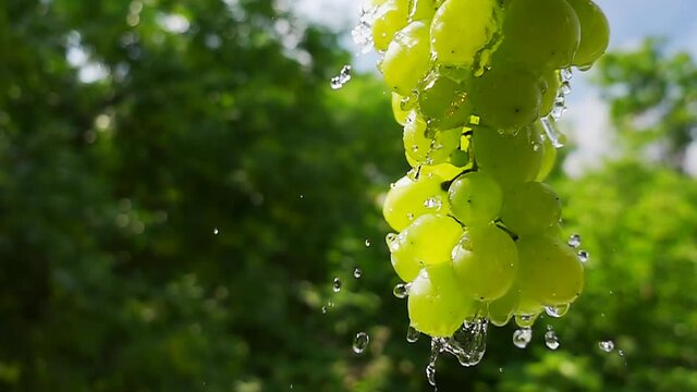 Branch of green grapes close-up with splashes of water flowing down water on the background of nature bokeh in the garden. Raw slow motion video.