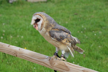 owl in close up