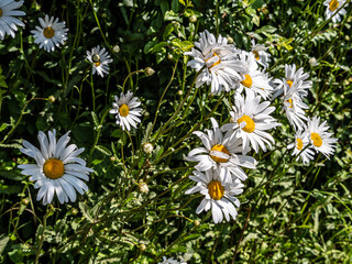 View of Beautiful summer wildflowers. Close up. Blurry background.