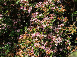 Obraz premium View of Beautiful summer wildflowers. Close up. Blurry background.