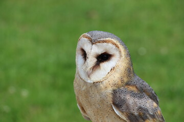 owl in close up