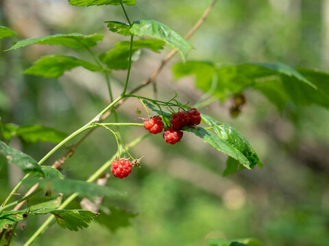Wild raspberry bush with red berries. A branch with a bunch of ripe berries close-up.