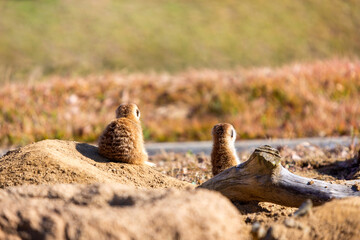 眺めるミーアキャット