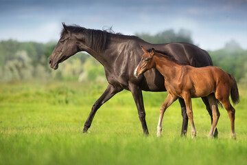 mare and foal - obrazy, fototapety, plakaty
