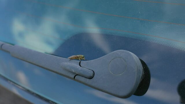 Close-up view 4k stock video footage of huge fly (horsefly, gadlfy, cleg, tabanidae, diptera, tabanus bovinus) sitting on rear windshield of car parked in meadow outside