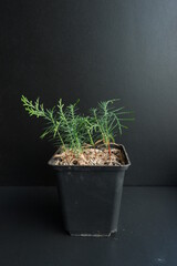 Arbor vitae. Thuja seedlings. Coniferous seedlings in a pot. Seedling on a black background.