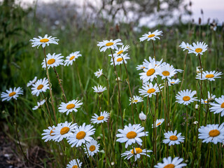 View of Beautiful summer wildflowers. Close up. Blurry background.