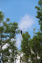 big bird in the tree
