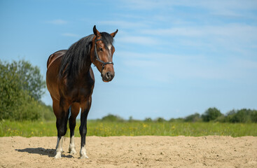 Trotter with its black leather bridle is standing on the sandy ground of a training arena in...