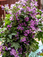 View of Beautiful summer wildflowers. Close up. Blurry background.