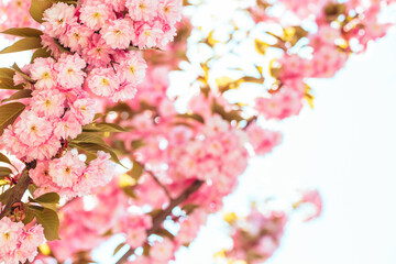 Branch of a blossoming apple tree in a spring garden. Spring blossom.