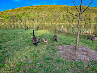 Gaggle of geese with baby goslings in Arkansas