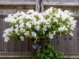 Beautiful summer flowers in the garden.