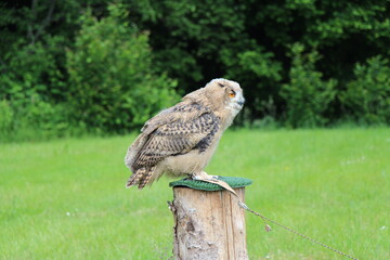 a big bird