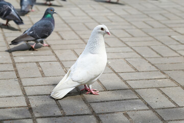 White dove outdoor