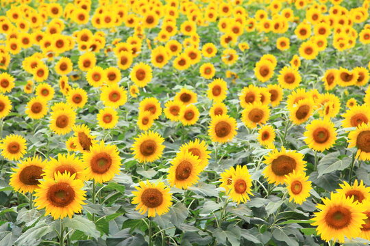 Sunflowers in Akeno Sunflower Field, Yamanashi, Japan