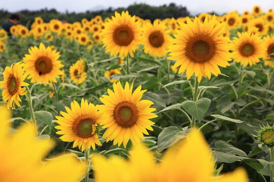Sunflowers in Akeno Sunflower Field, Yamanashi, Japan