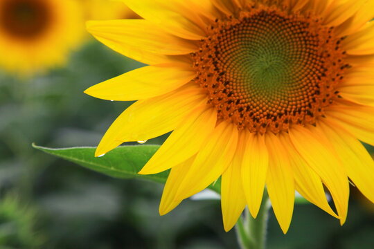 Sunflowers in Akeno Sunflower Field, Yamanashi, Japan