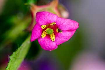 View of Beautiful summer wildflowers. Close up. Blurry background.