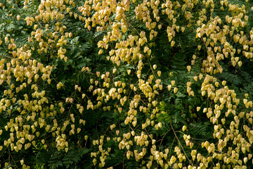Seedpods of Koelreuteria paniculata