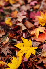 落ち葉　もみじ　紅葉　日本　秋