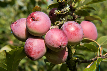 The small apples of the crapapple Malus 'Nipissing'