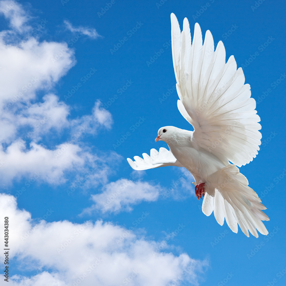 Wall mural Dove in the air with wings wide open