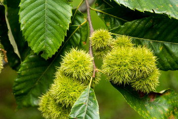 chestnut husk of Castanea pumila