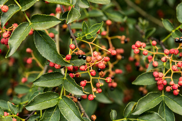 Red seeds of Zanthoxylum simulans