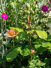 View of Beautiful summer wildflowers.