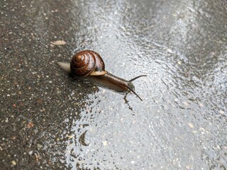 snail on the road