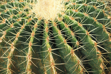 Cactus nature texture background. Cactus spines close up. selective focus