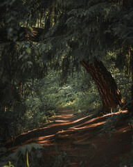 Forest trail at sunset. Volume shadows, sunlight through the trees. Processing in the style of film photography. The graininess of the film.
