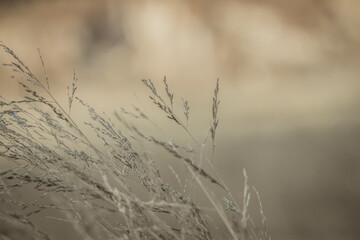 Wild field of grass on sunset, warm toning