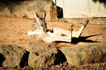Fotobehang Cute and Funny red kangaroo Smelling himself a belly. © arliftatoz2205