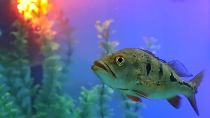 fish in aquarium
