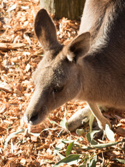 The face of young red kangaroo.