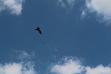 Fototapeta na wymiar red knite flying in the blue sky