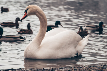 swans on the lake