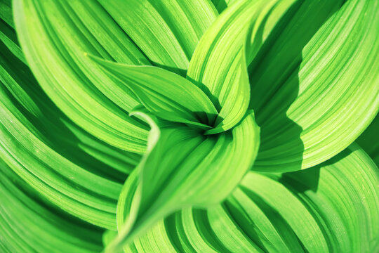 Close-up of beautiful textured veratrum leaves. Beautiful natural green background.