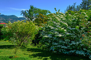 Fototapeta na wymiar Green garden in a summer day