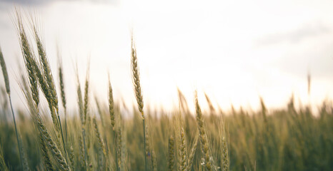 Fototapeta premium Beautiful view of wheat field.