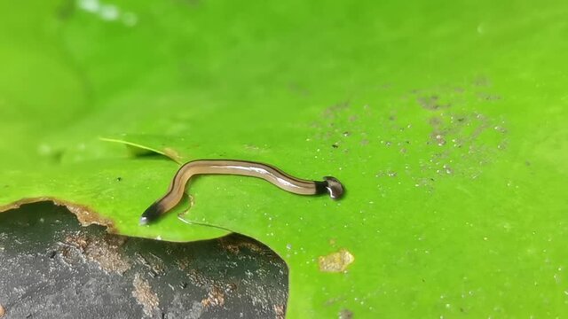 Hammerhead Worm or Land Planaria moving on water lily or lotus green leaf looking for prey for food.