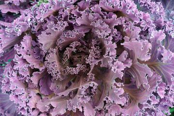 Macro purple Cabbage Ornamental or violet Cabbage Ornamental in the garden of Bana hills Danang Vietnam , Floral backdrop and beautiful detail